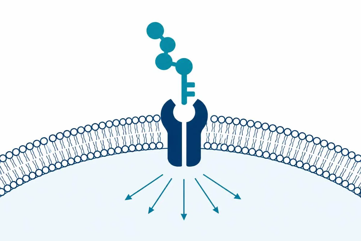 Diagram of a peptide binding to a receptor on a cell membrane and triggering a signal inside the cell